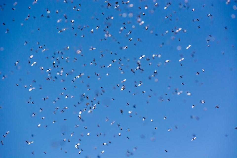 A swarm of flying ants