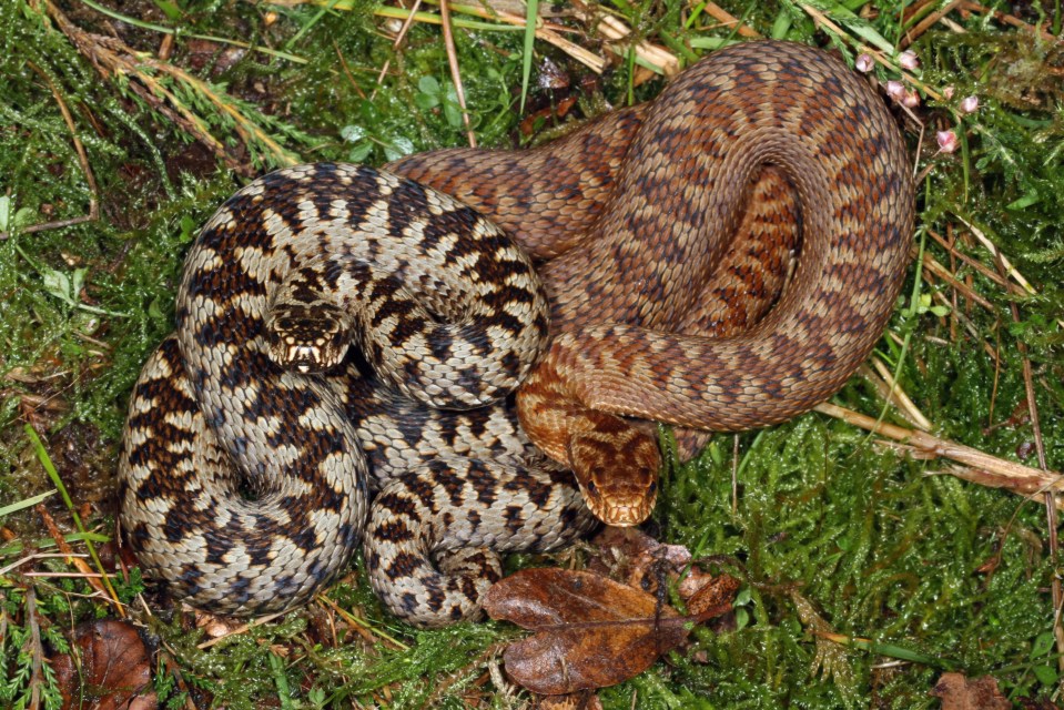 Male adders (left) are greyish in colour, while females (right) have a brownish hue