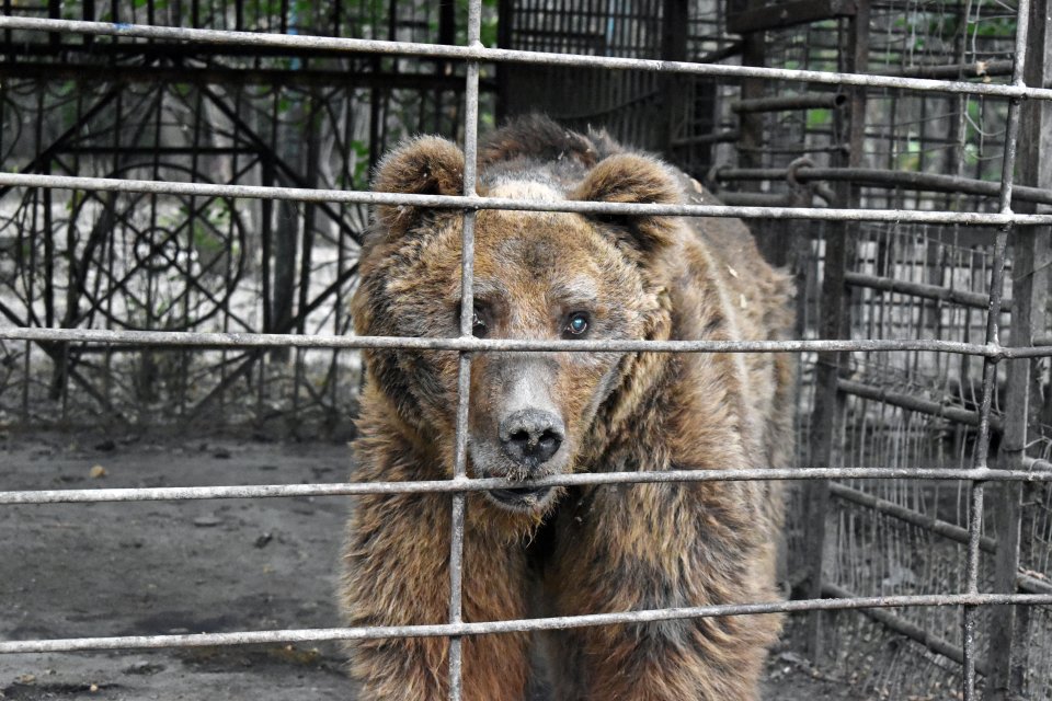 The coalition behind the Great Bear Rescue has reportedly freed 30 bears as part of the operation, but suspects up to 50 more are in need of help