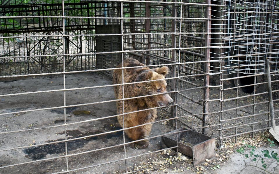 Ruben Khachatryan, Founder and Director of FPWC, said Nelson must surely be the "world's saddest bear"