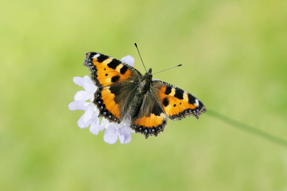 Counting butterflies is a fun conservation effort