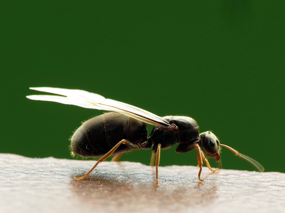  Flying ants only live up to a couple of days after flying ant day.