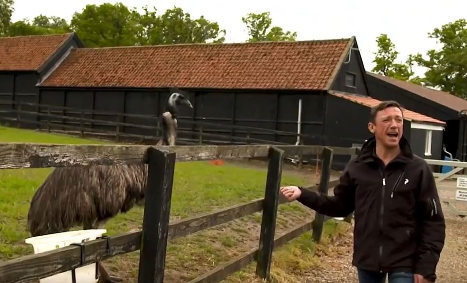 The rider looks after an emu and a pig on his country estate