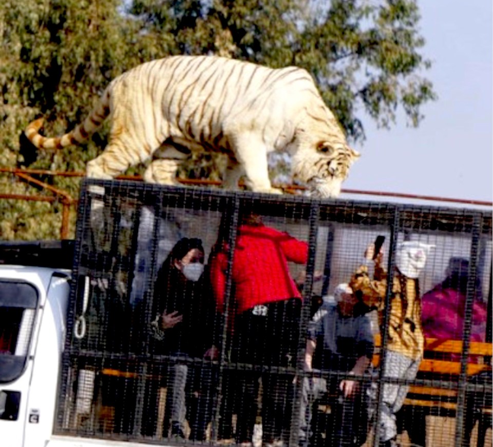 The park, which allows huge predators to jump on reinforced vehicles during tours, is now under an internal investigation