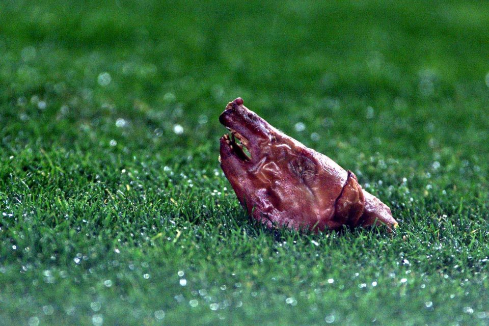 A pig's head was thrown onto the pitch when Figo returned to the Nou Camp