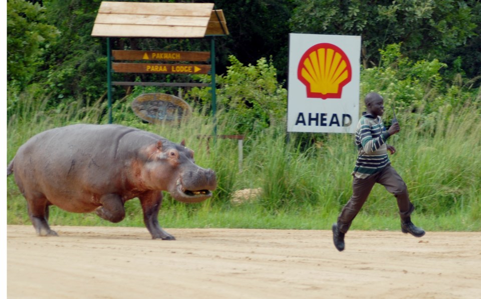 Hippos can run faster than humans