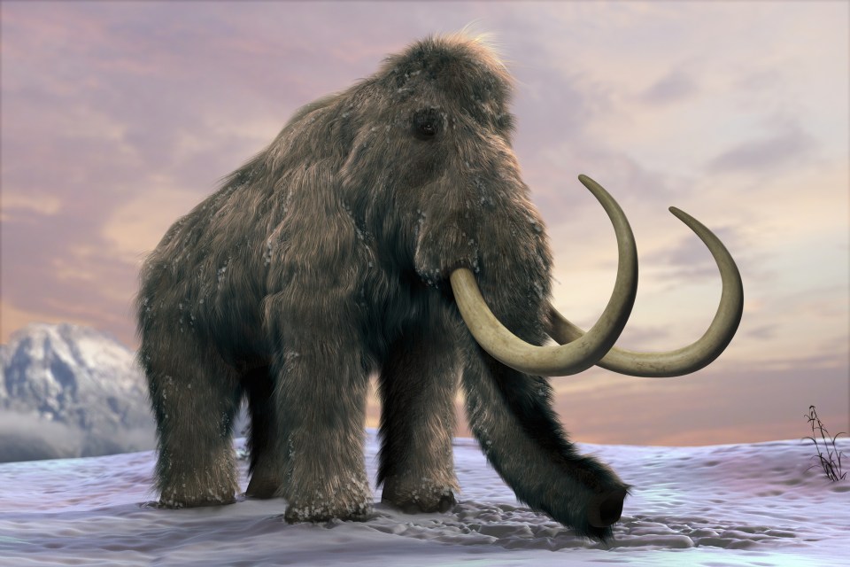 Researchers have retraced the steps of a woolly mammoth that died 17,000 years ago