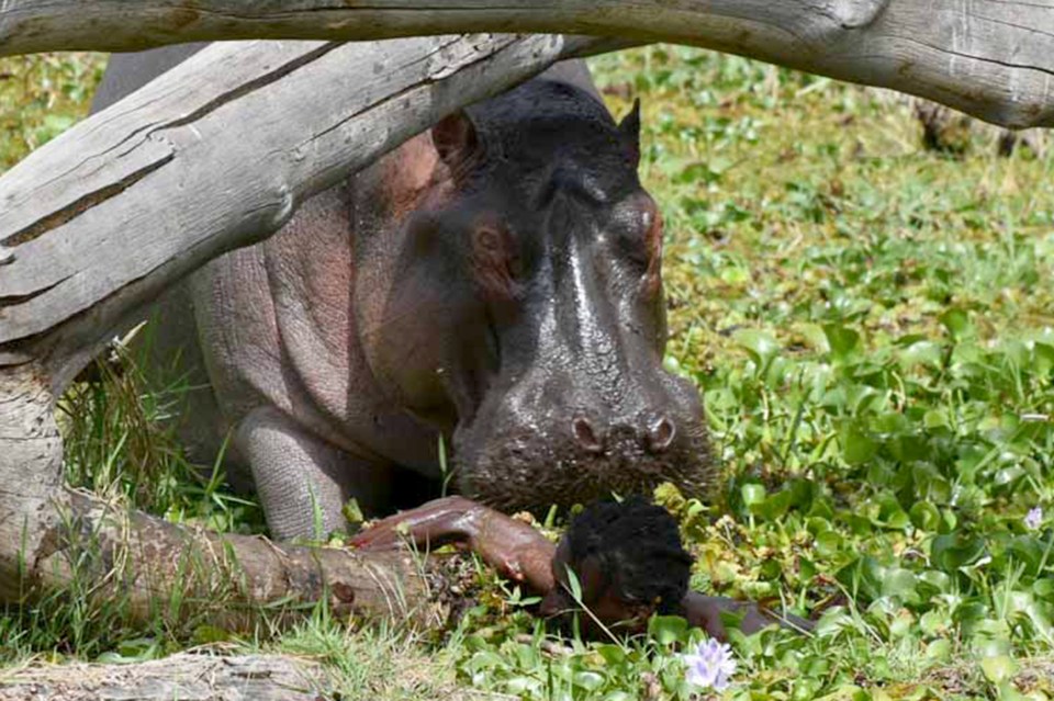 Horrified onlookers saw Mathew Wanjiuku attacked by a hippo