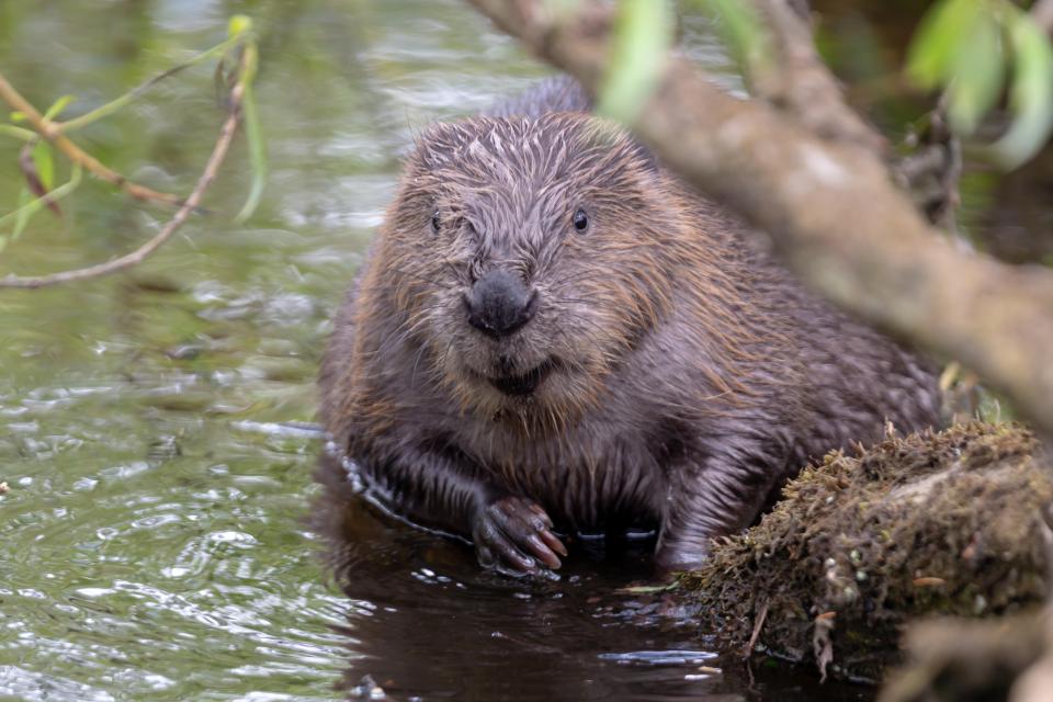 Hundreds of beavers are to be released into the wild to help combat flooding in England