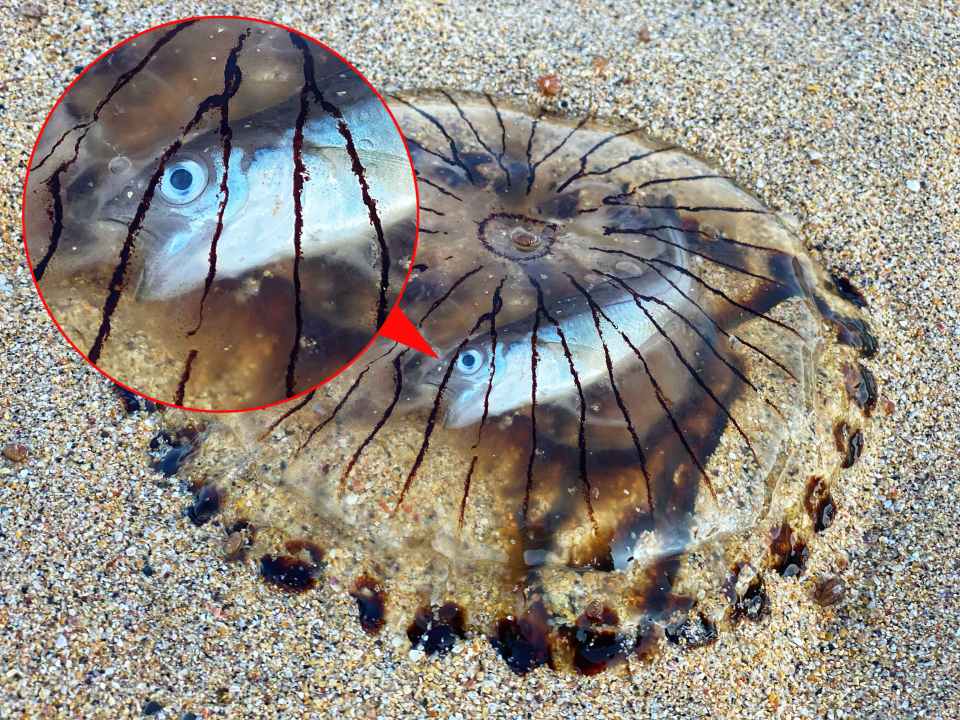 The little fish was caught inside the jellyfish