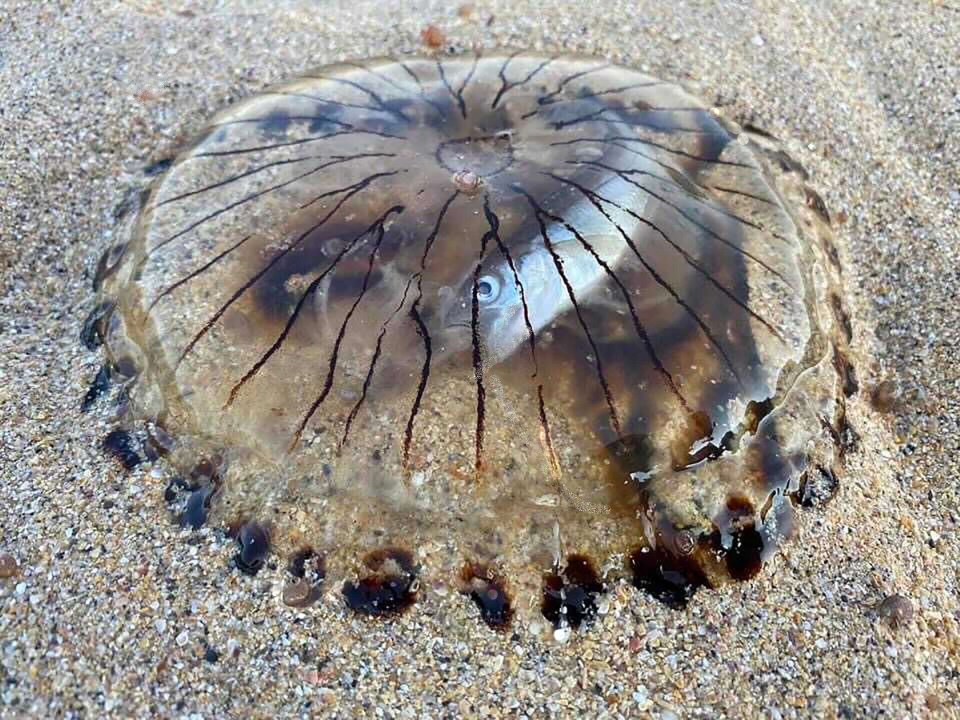 The stunned beachgoer captured a picture of the poor fish trapped INSIDE the jellyfish