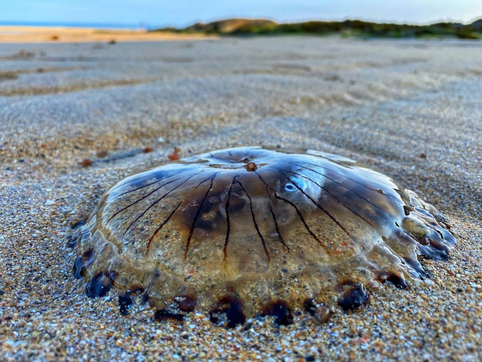 The bizarre find washed up on the beach in Cornwall