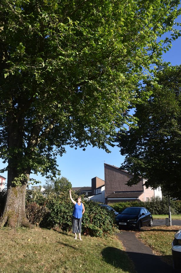 One of the trees that causes Janice a lot of hardship