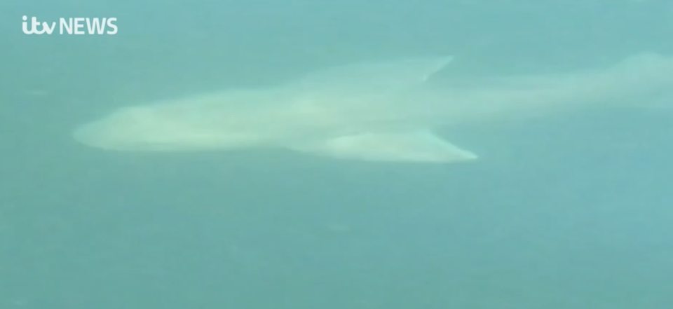 Two sharks were spotted off the Dorset coast