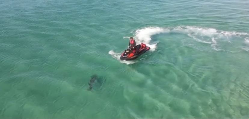 Rick Manning drove in circles around the bull shark before it attacked him