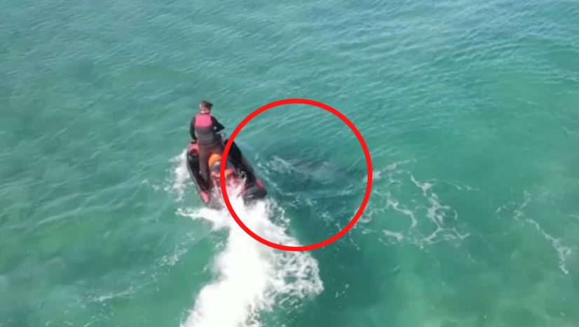 The bull shark headbutted the jet ski on Saturday tearing through the outer layer of the vehicle