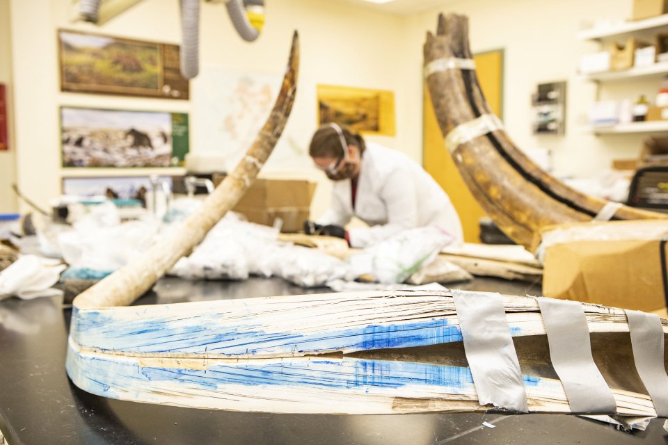 The team analysed a mammoth tusk found in Alaska