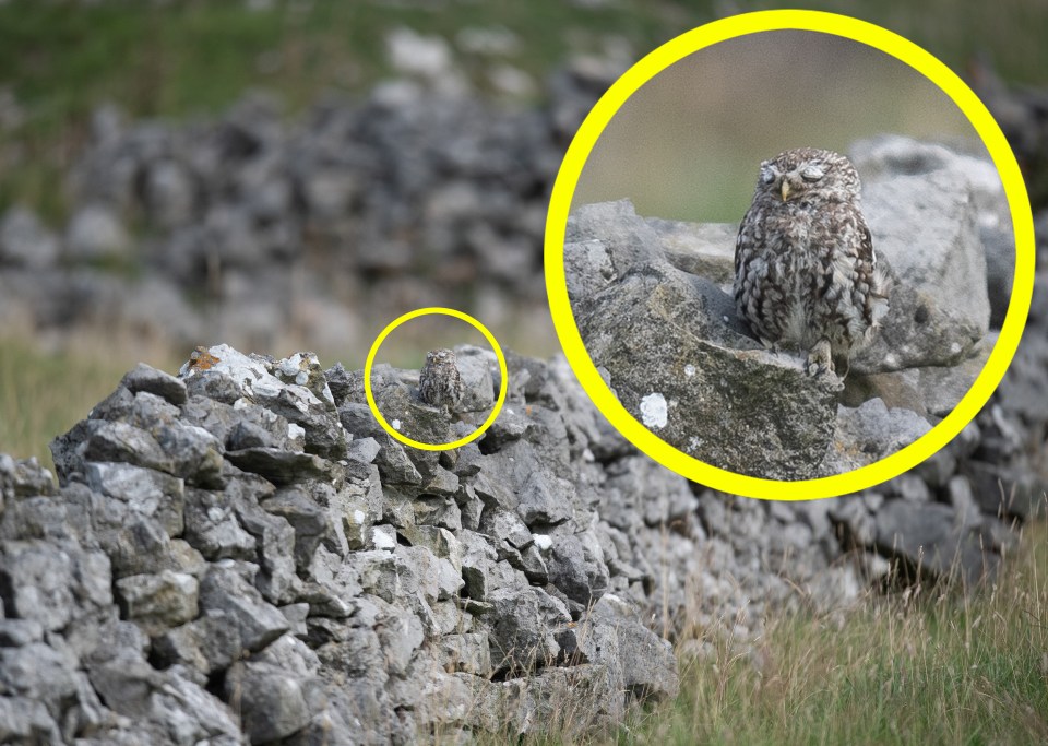 Spotted: the Little Owl blending into the wall as he has an afternoon snooze