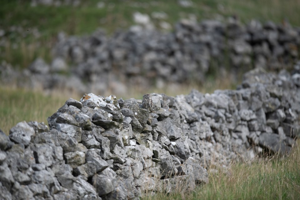 Can you spot the feathery friend?