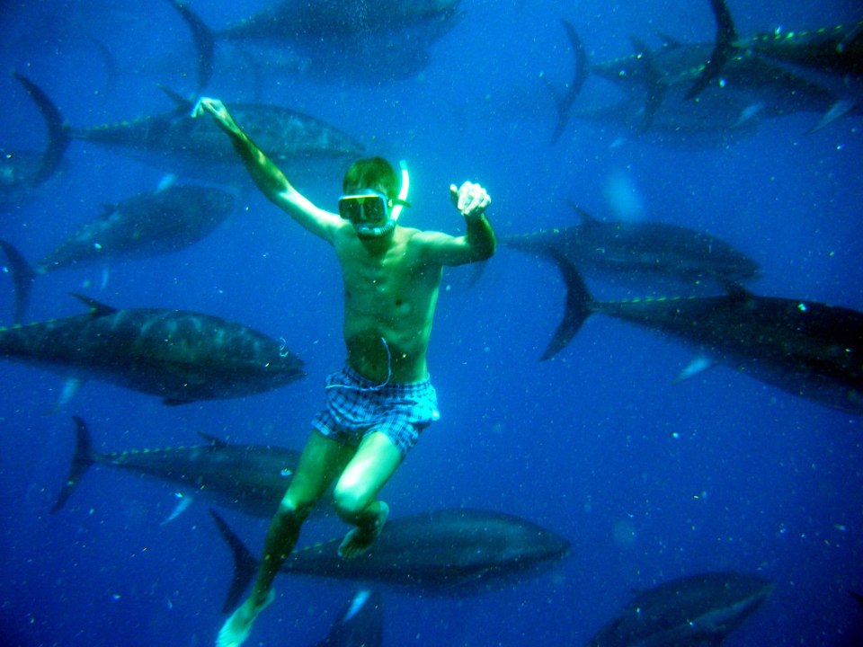 Swim with tuna shoal, some fish weigh 600kg