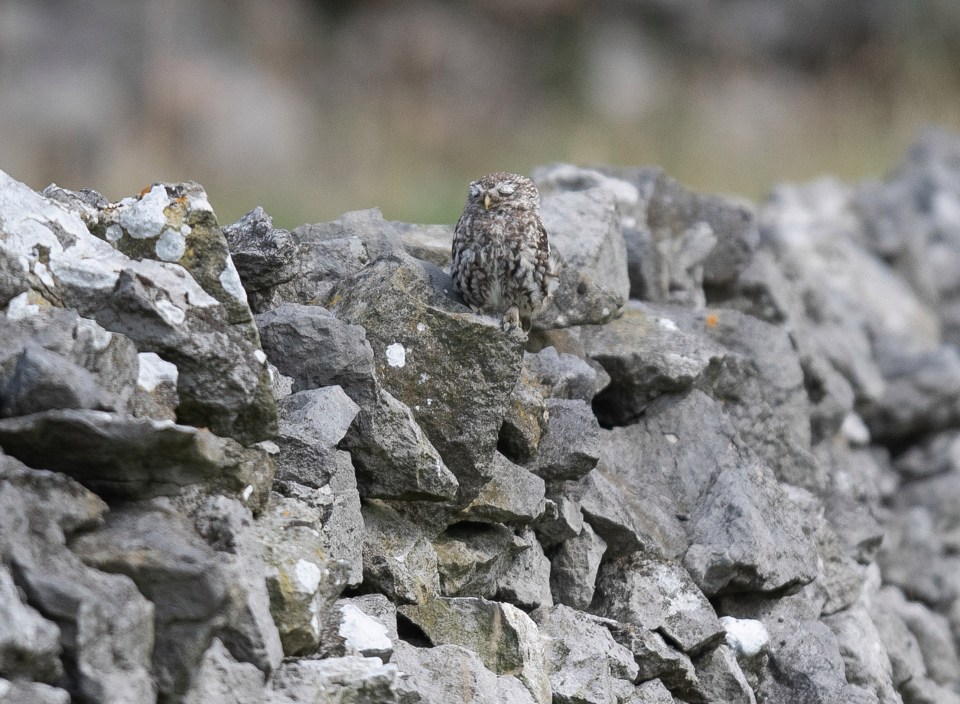 Photographer Villager Jim captured the moment the small bird took a quick rest