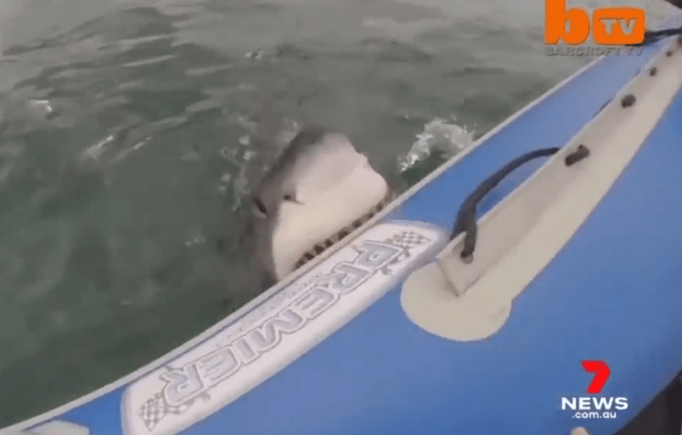 Footage shows a shark attacking the side of a boat