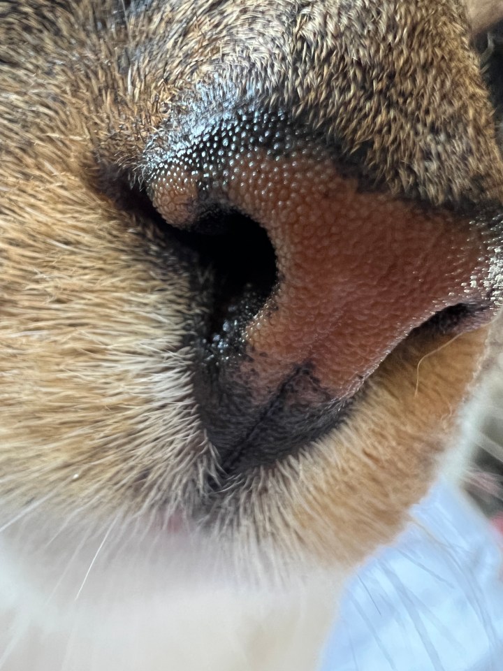 The new Macro photography mode is impressive – capturing tiny details on the very small nose of a medium-sized cat