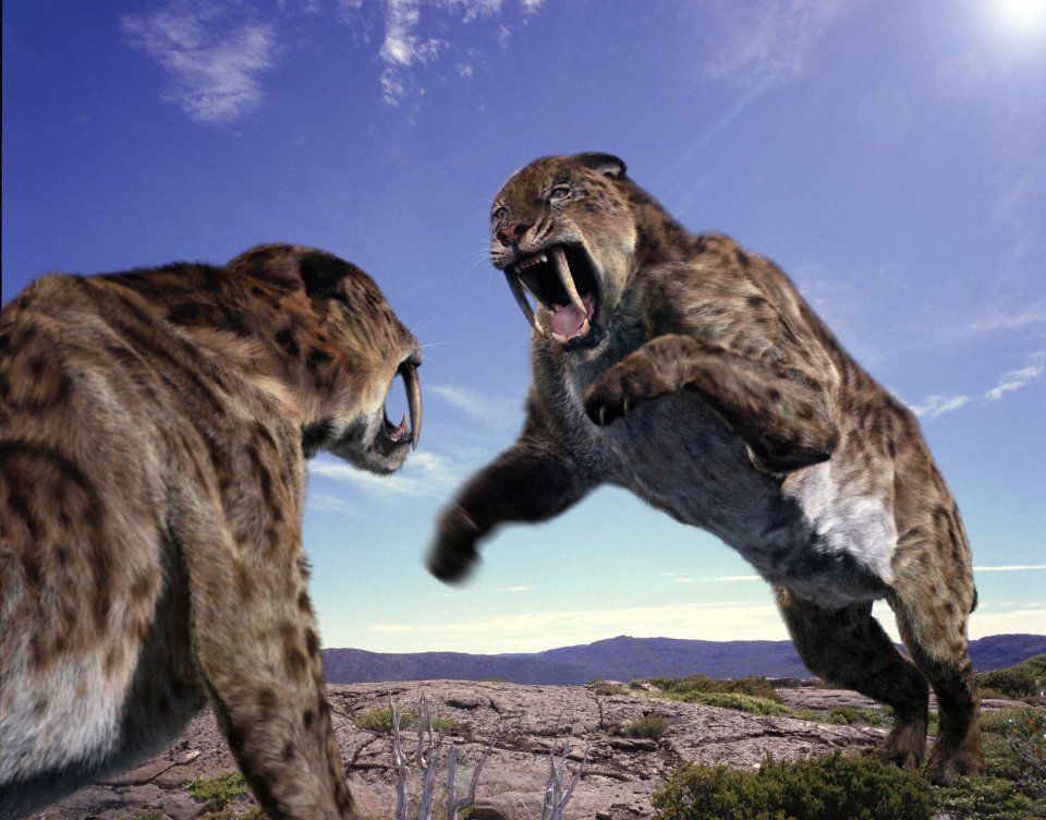 These big fierce cats have some holes in their genome