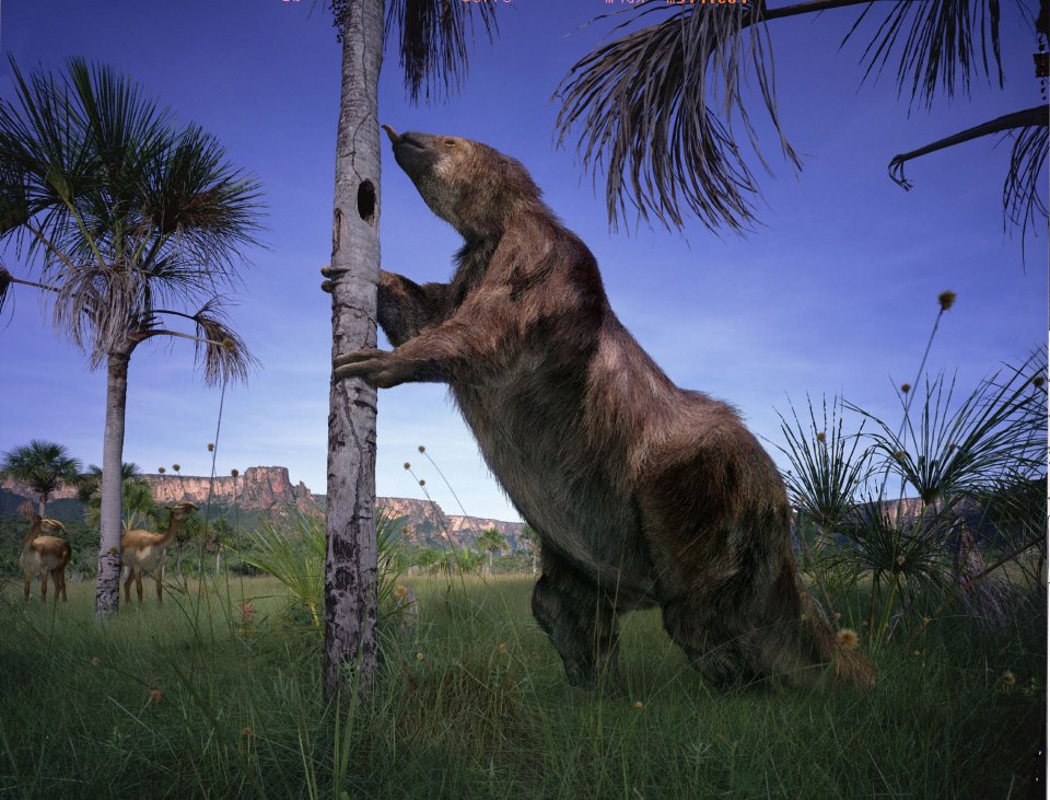 Huge ground sloth once roamed the Earth