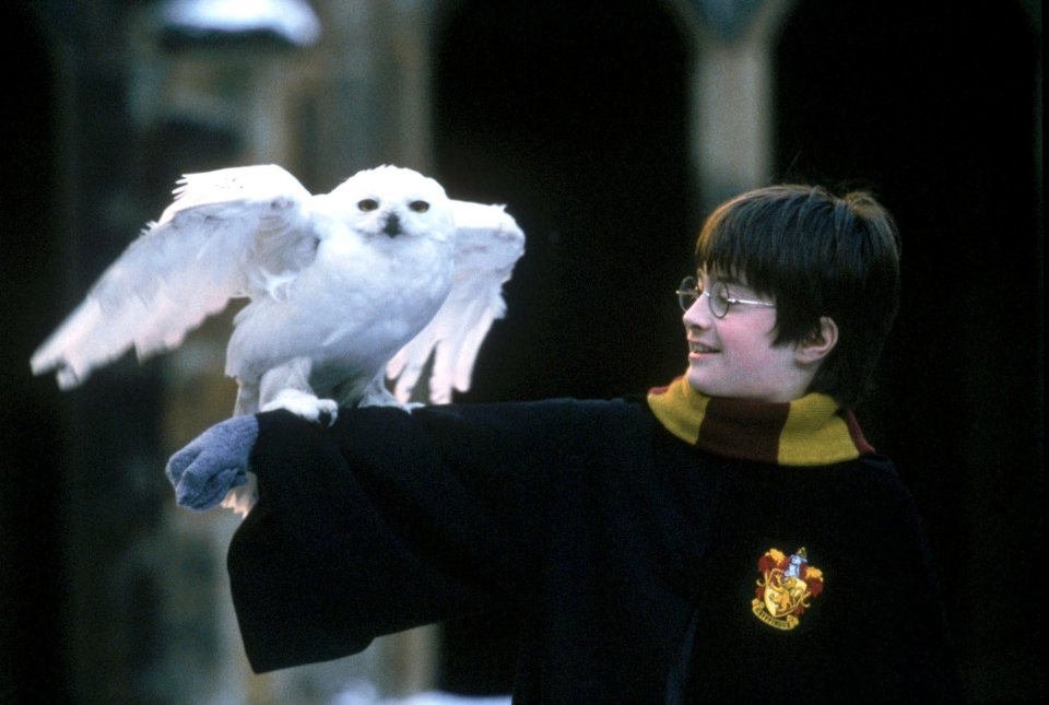 There were seven snowy owls and multiple stunt owls that played Hedwig in the Harry Potter films