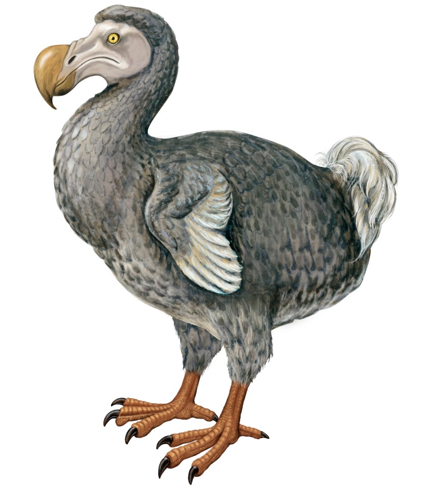 Scientists still need to find enough dodo DNA to bring one back