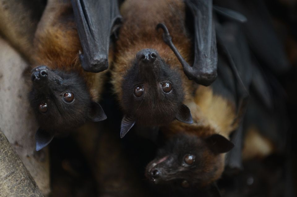 Fruit bats are known transmitters of the deadly virus