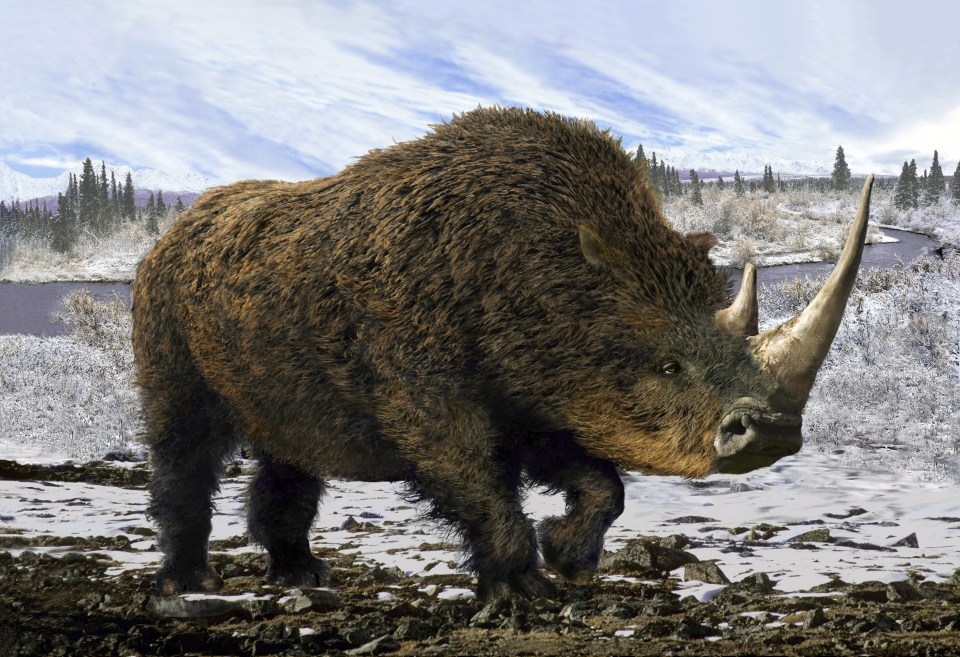 Woolly rhinos could potentially be 'resurrected' one day