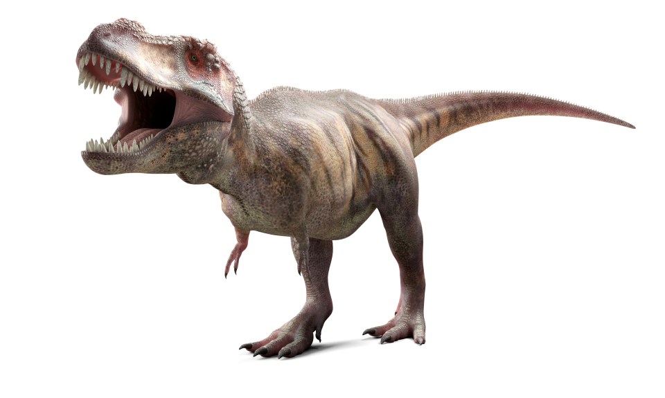 The Tyrannosaurus rex was one of the largest meat-eating dinosaurs that ever existed