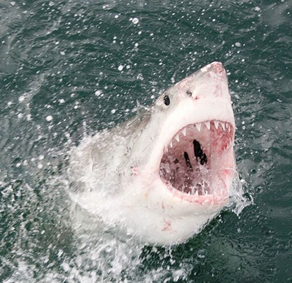 Great white sharks are some of the deadliest animals in the ocean