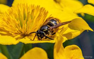  Wasp stings usually are quite painful but can be treated at home