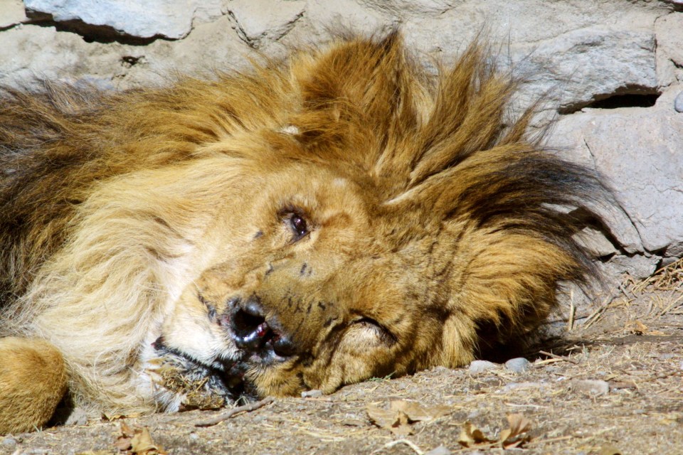 Marjan the lion was injured by a grenade when the Taliban last ruled Afghanistan