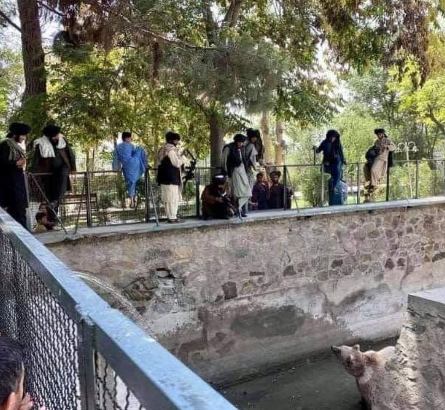 Taliban fighters with guns observe a bear at Kabul Zoo – with one appearing to point his weapon at the sad-looking creature