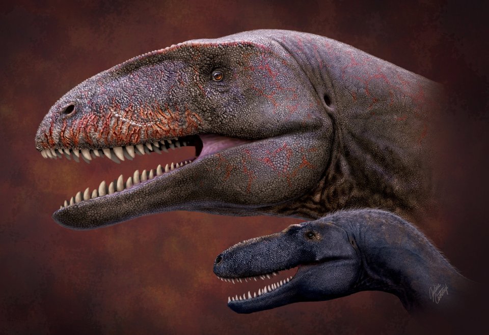 A 'shark-toothed' dinosaur the size of a T-Rex has been discovered