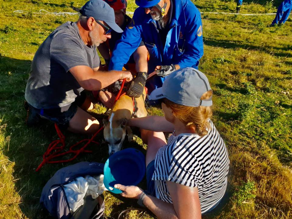 Laney, a whippet-American Bulldog cross, after being rescued following cliff plunge