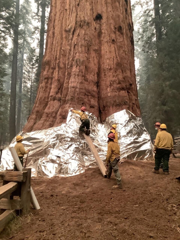 Fire crews wrap the world's largest tree in flame-resistant aluminium