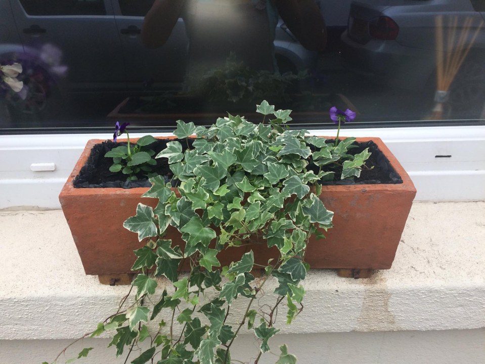 The window planter was a family heirloom gifted from her aunt