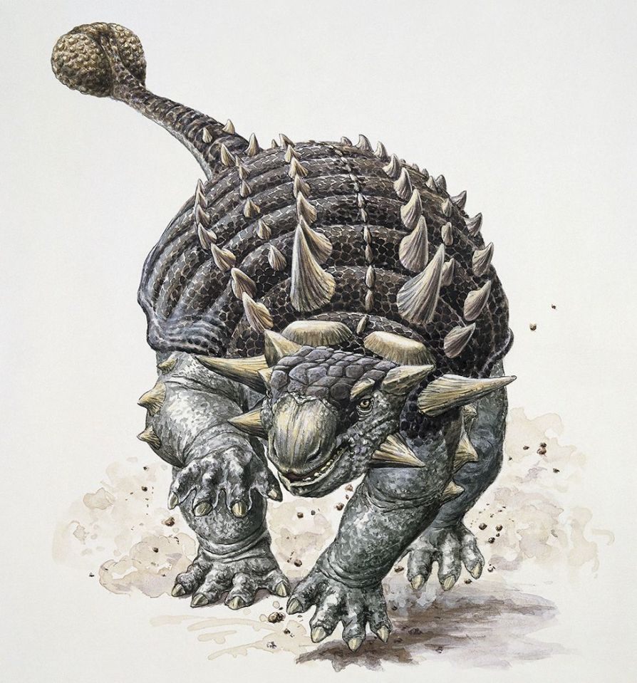 The new dinosaur was an ankylosaur, so may have looked something like this