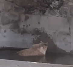 The bear sits alone in a shallow pool at Kabul Zoo