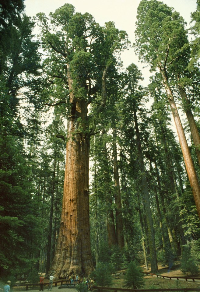 Sequoias are adapted to fires as they release seeds into the burnt clearings for new trees