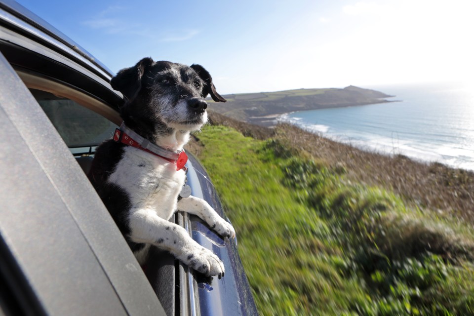 Dogs love sticking their heads out of car windows