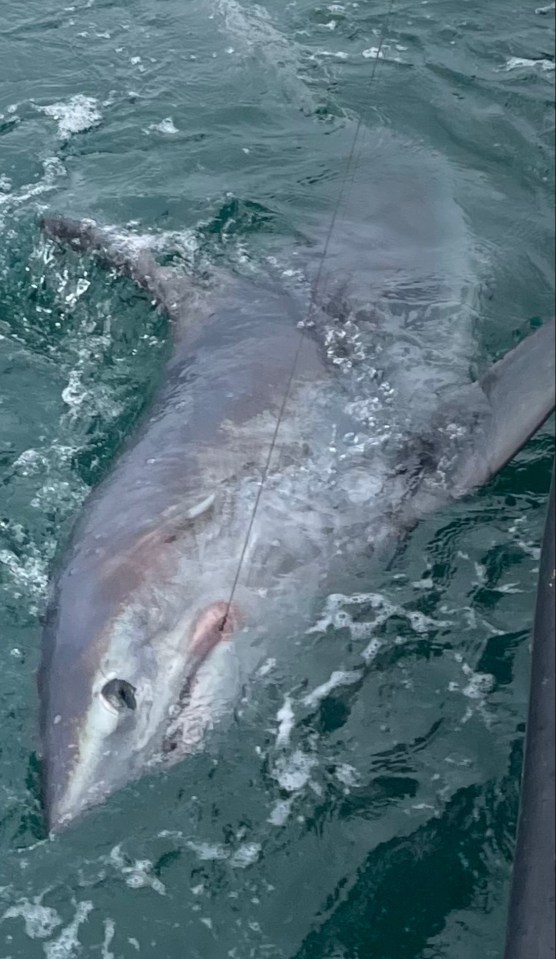 The 5550lbs porbeagle is the biggest catch in Britain