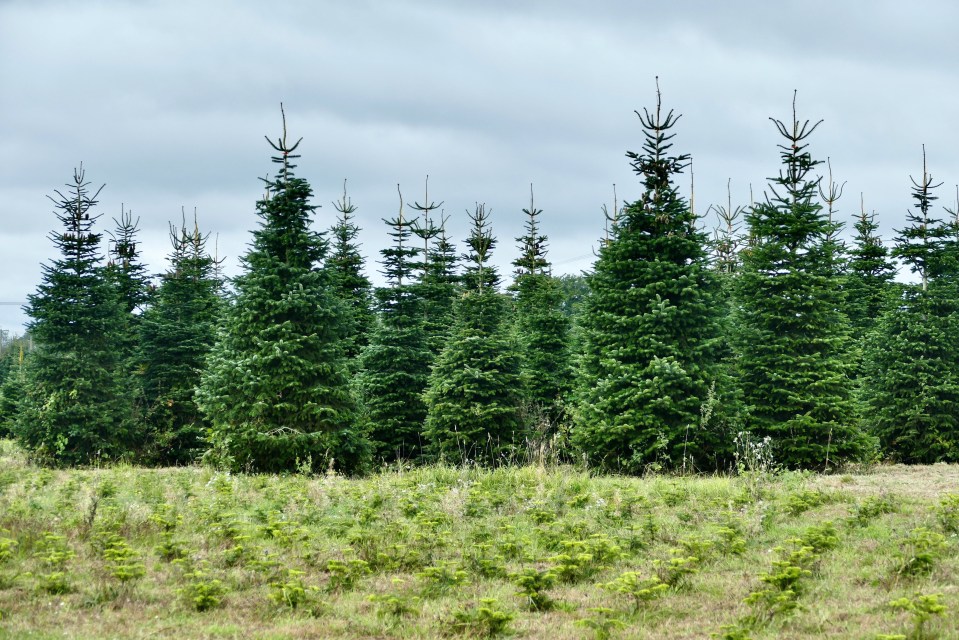 Brits could face a Christmas tree shortage this year