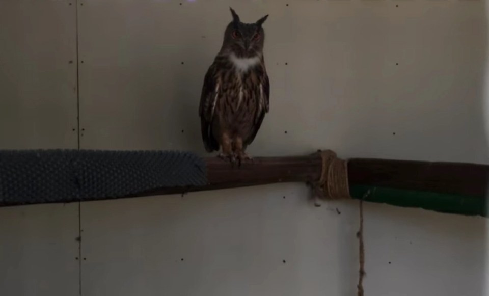 An owl named Crash reportedly appeared in the Harry Potter films