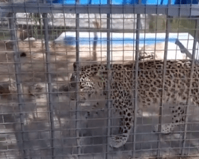 A leopard paces back and forth in a cage at Kabul Zoo